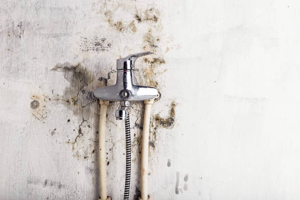 Best Professional Mold Removal  in Kingston, PA