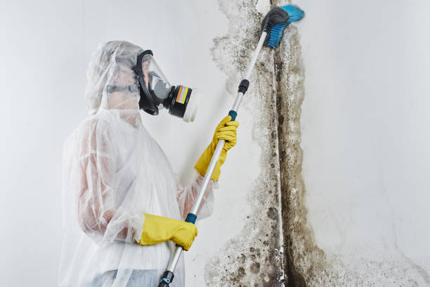 Best Same-Day Mold Removal  in Kingston, PA