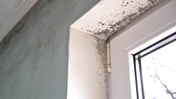 Best Office Mold Removal Services  in Kingston, PA