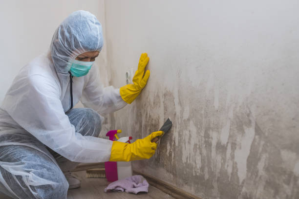 Best Fast Mold Removal  in Kingston, PA