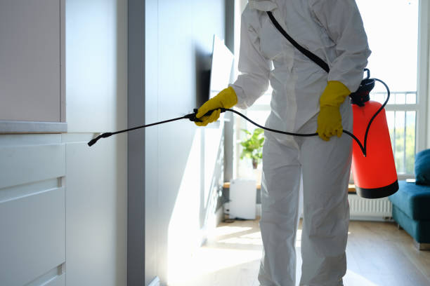 Best Local Mold Removal Service  in Kingston, PA