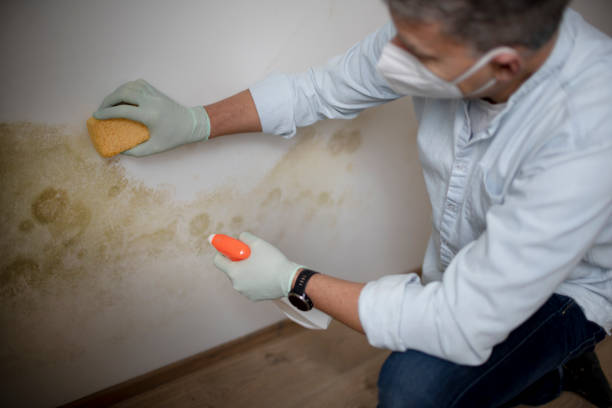 Professional Mold Removal in Kingston, PA