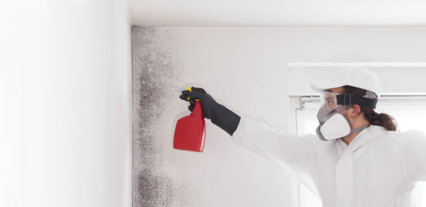 Best Certified Mold Removal  in Kingston, PA