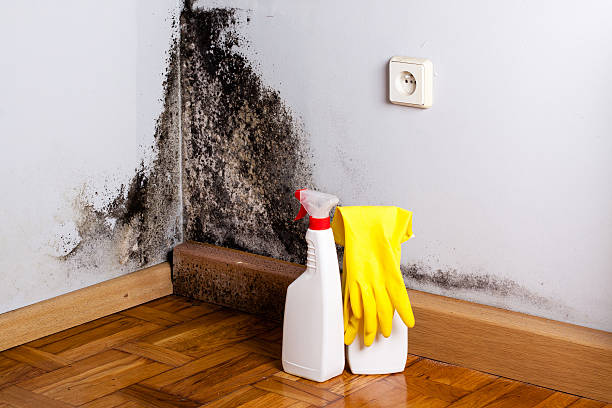 Best Commercial Mold Removal  in Kingston, PA