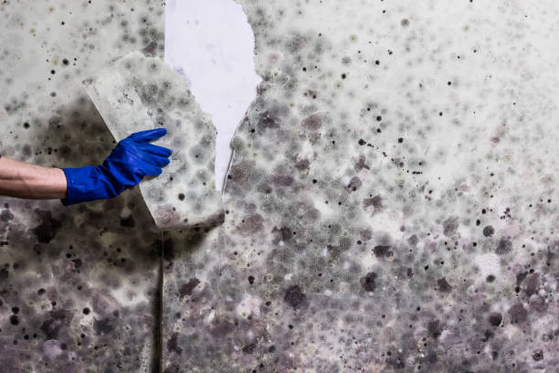 Crawl Space Mold Removal in Kingston, PA