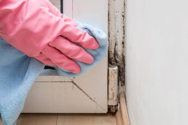 Office Mold Removal Services in Kingston, PA