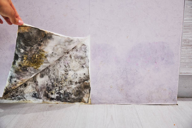 Best Mold Removal Near Me  in Kingston, PA